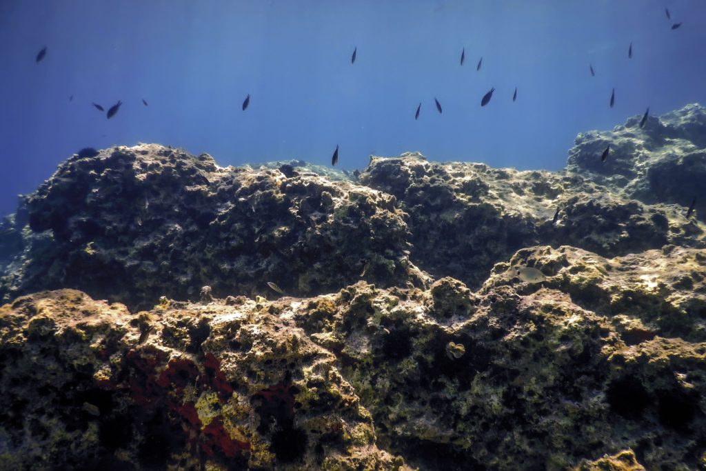 Sea Life Underwater Rocky Seabed, Underwater Life