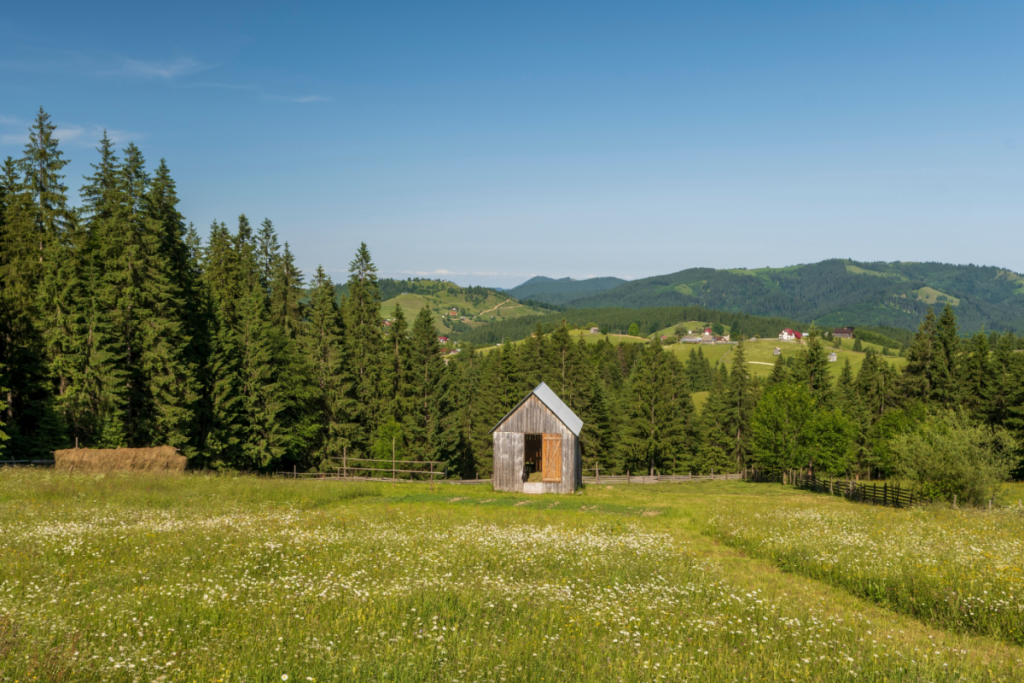 bayfield-county-turns-forest-carbon-into-new-revenue