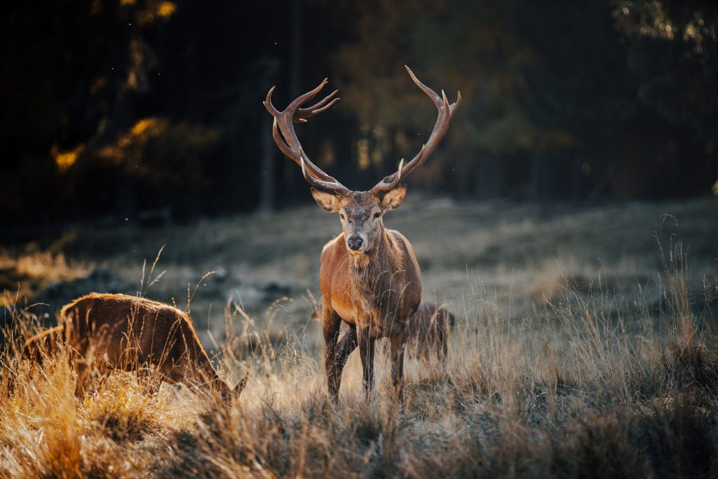 Wild red deer in nature at sunset, Mountain landscape wildlife view.