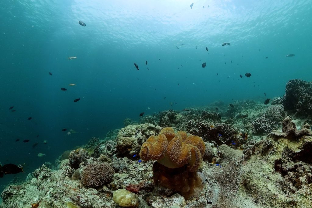 Beautiful soft corals with fishes. Seafloor with coral garden.