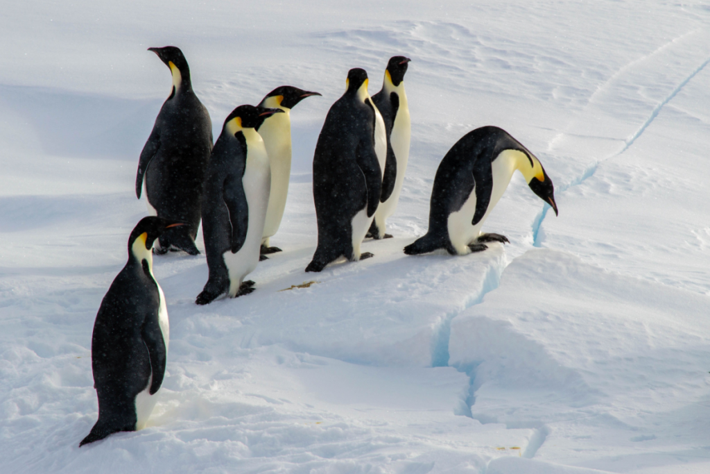 satellite-data-reveals-new-emperor-penguin-molting-sites
